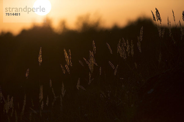 Gräser im Naturschutzgebiet der Döberitzer Heide bei Berlin im herbstlichen Sonnenuntergang  Brandenburg  Deutschland  Europa