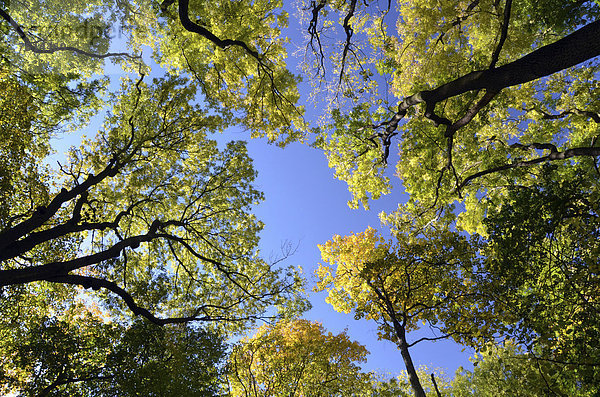 Blick ins Kronendach eines Laubmischwaldes  Herbstwald im Nationalpark Hainich  Thüringen  Deutschland  Europa