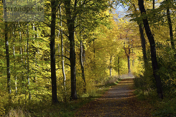 Herbstwald im Nationalpark Hainich  Thüringen  Deutschland  Europa