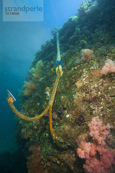 Ein Anker hat sich in ein Korallenriff gebohrt  Philippinen  Asien