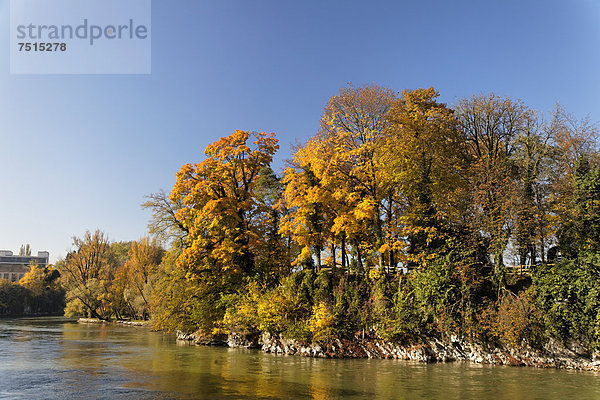 Europa Baum Fluss Insel Herbst Schweiz