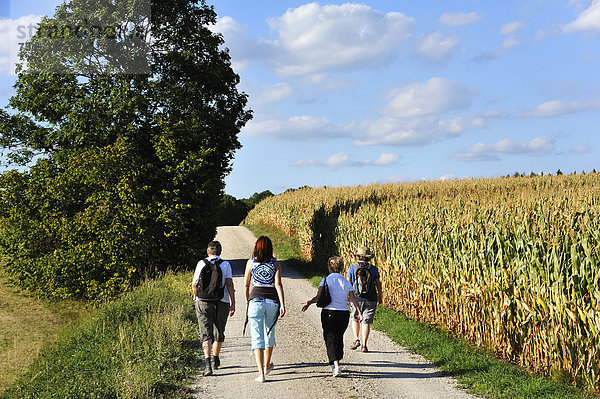 Wanderer in der fränkischen Landschaft  rechts ein Maisfeld (Zea mays subsp. mays)  Karsberg  Oberfranken  Bayern  Deutschland  Europa