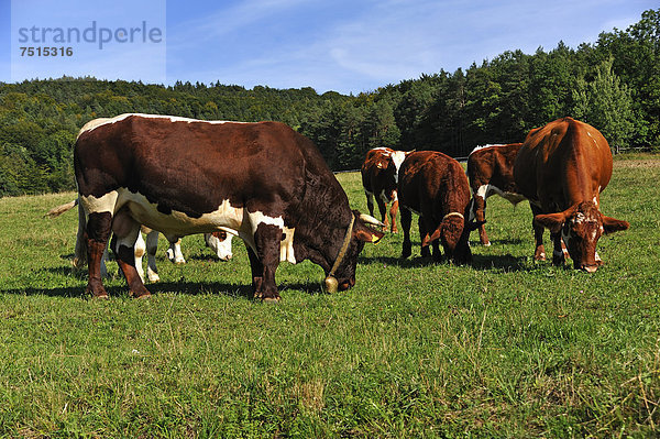 Grasender Zuchtbulle mit Mutterkühen auf der Weide  Weißenbach  Mittelfranken  Bayern  Deutschland  Europa  ÖffentlicherGrund