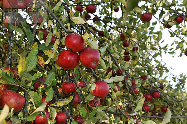 Zweige voller reifer Äpfel (Malus domestica)  Eckental  Mittelfranken  Bayern  Deutschland  Europa