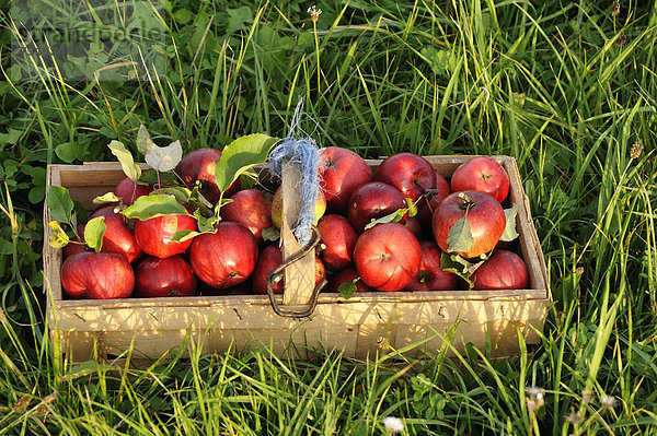 Frisch gepflückte rote Äpfel (Malus domestica) in einem Spankorb auf einer Wiese  Eckental  Mittelfranken  Bayern  Deutschland  Europa