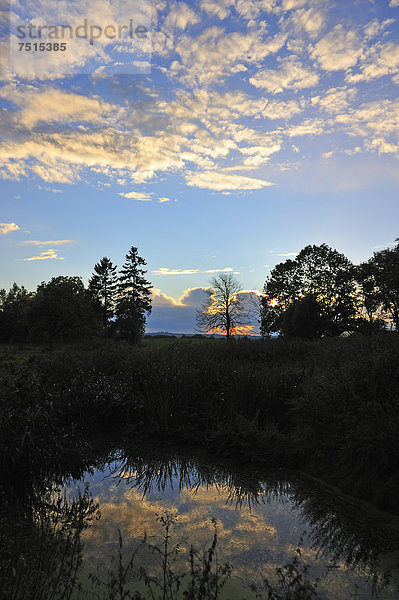 Bäume als Silhouette gegen den Abendhimmel  vorne Spiegelung in einem Teich  Othenstorf  Mecklenburg-Vorpommern  Deutschland  Europa