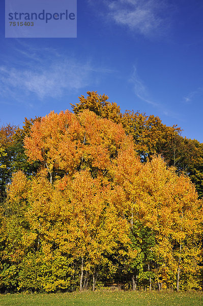 Goldgelbe Herbstfärbung der Zitterpappeln oder Espen (Populus tremula)  Algersdorf  Fränkische Schweiz  Mittelfranken  Bayern  Deutschland  Europa