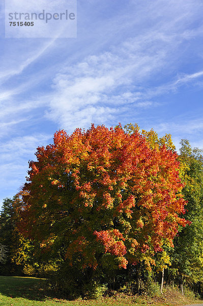 Spitzahorn (Acer platanoides) in Herbstfärbung  Entmersberg  Fränkische Schweiz  Mittelfranken  Bayern  Deutschland  Europa