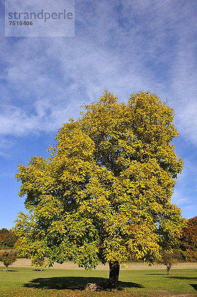 Echter Walnussbaum (Juglans regia) in der Herbstfärbung  Entmersberg  Fränkische Schweiz  Mittelfranken  Bayern  Deutschland  Europa  ÖffentlicherGrund