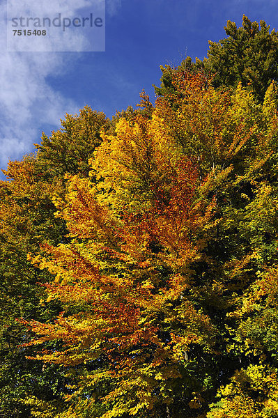 Buchen (Fagus) in der Herbstfärbung  Algersdorf  Fränkische Schweiz  Mittelfranken  Bayern  Deutschland  Europa