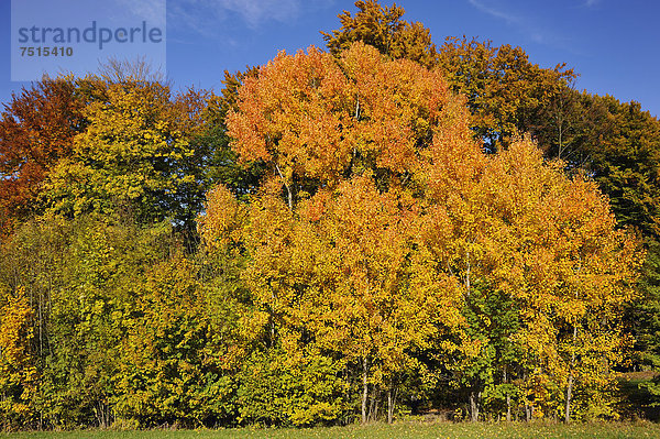 Goldgelbe Herbstfärbung einer Zitterpappel oder Espe (Populus tremula)  Algersdorf  Fränkische Schweiz  Mittelfranken  Bayern  Deutschland  Europa