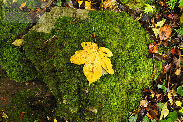 Gelbes Herbstblatt des Bergahorns auf einem bemoosten Stein  Osternohe  Fränkische Schweiz  Mittelfranken  Bayern  Deutschland  Europa