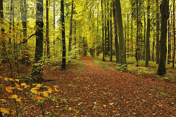 Herbstlicher Mischwald mit einem Wanderweg voller Herbstlaub  Enzenreuth  Fränkische Schweiz  Mittelfranken  Bayern  Deutschland  Europa