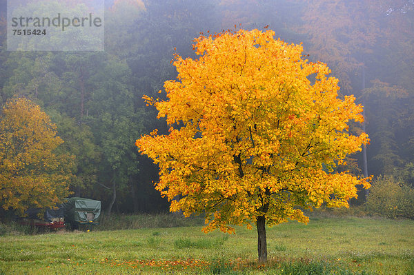 Spitzahorn (Acer platanoides) in goldgelber Herbstfärbung vor Wald im Morgendunst  Enzenreuth  Fränkische Schweiz  Mittelfranken  Bayern  Deutschland  Europa