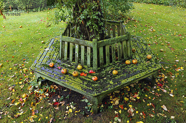 Bemooste Sechseckbank mit Äpfeln um einen Apfelbaum im Herbst  Brützkow  Mecklenburg-Vorpommern  Deutschland  Europa