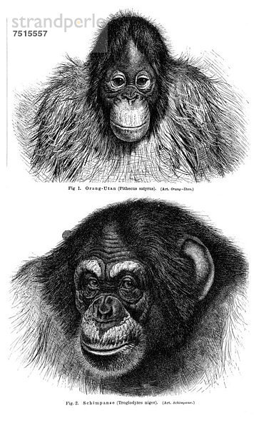 Schautafel Affen I  Illustration aus Meyers Konversationslexikon  1897