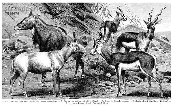 Schautafel Antilopen I  Illustration  Meyers Konversationslexikon  1897