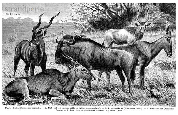 Schautafel Antilopen II  Illustration  Meyers Konversationslexikon  1897