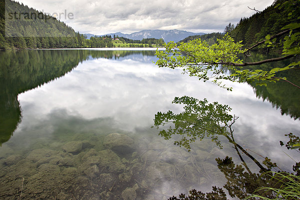 Bäume mit Spiegelung am Gleinkersee  Öberösterreich  Österreich  Europa