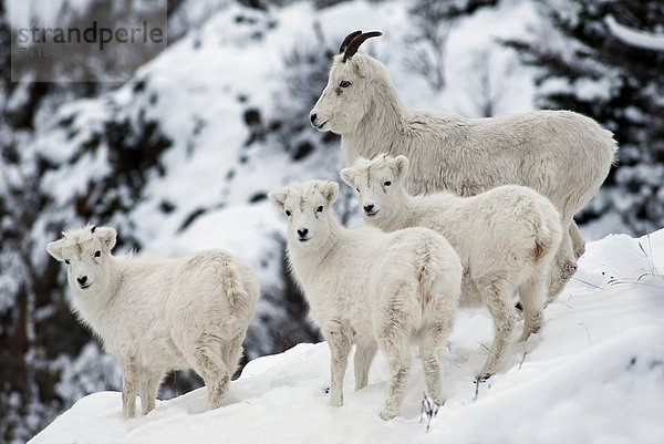 Dall-Schafe  Alaska-Schneeschafe (Ovis dalli)  ausgewachsenes Schaf mit drei Jungtieren  Alaska
