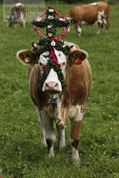 Geschmückte Kühe  Zeremonie  Abtrieb der Kühe von den Bergweiden  Sachrang  Oberbayern  Deutschland  Europa