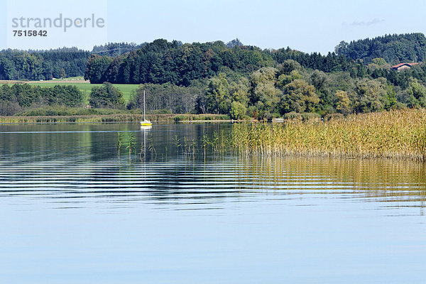 Simsee  Chiemgau  Oberbayern  Deutschland  Europa