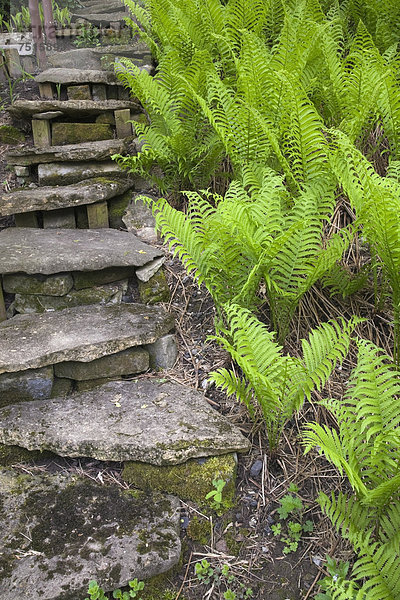 Eine Treppe mit Natursteinstufen wird von Farnen in einem gestalteten Garten umfasst  Frühling  Quebec  Kanada - Property Release nur für Bücher  Kalender  Zeitschriften  Zeitungen und zur redaktionellen Verwendung