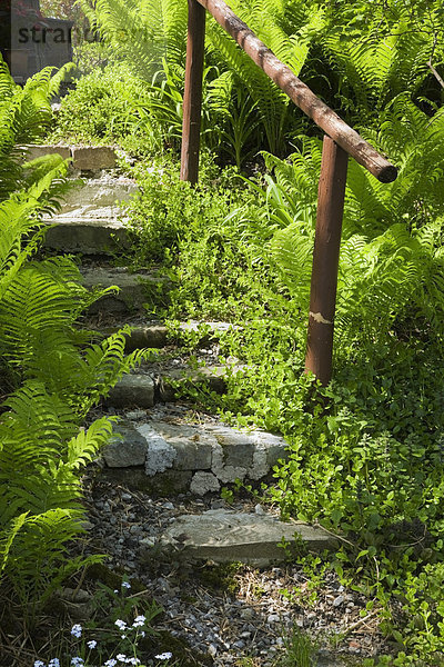 Eine Treppe führt durch Farne hindurch  in einem gestalteten Garten im Frühling  Quebec  Kanada - Property Release nur für Bücher  Kalender  Zeitschriften  Zeitungen und zur redaktionellen Verwendung