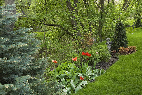 Rote Tulpen in einer Blumenrabatte  gestalteter Garten im Frühjahr  Quebec  Kanada - Property Release nur für Bücher  Kalender  Zeitschriften  Zeitungen und zur redaktionellen Verwendung