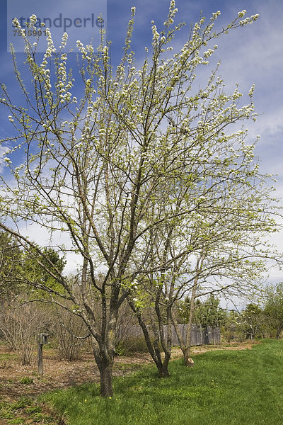 'Blühende Birnbäume im ''Jardin du Grand Portage'' im Frühling  Saint-Didace  Lanaudiere  Quebec  Kanada - Property Release nur für Bücher  Kalender  Zeitschriften  Zeitungen und zur redaktionellen Verwendung'