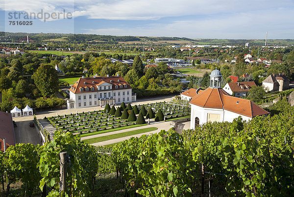 Schloss Wackerbarth mit Belvedere  Blick aus den Weinbergen  Radebeul  Sächsisches Elbland  Sachsen  Deutschland  Europa