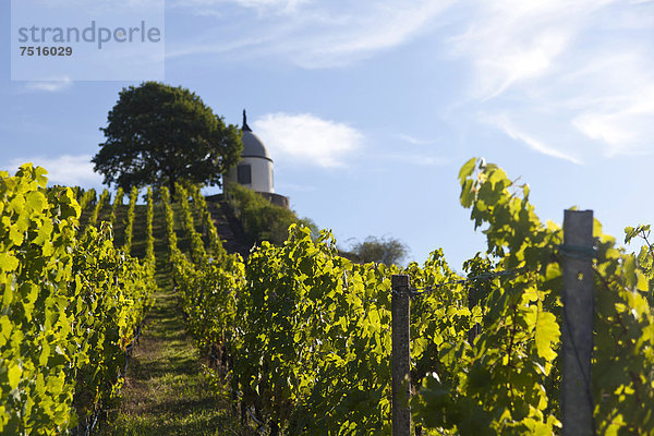 Weinberge von Schloss Wackerbarth mit Blick zum Jacobstein  Radebeul  Sächsisches Elbland  Sachsen  Deutschland  Europa