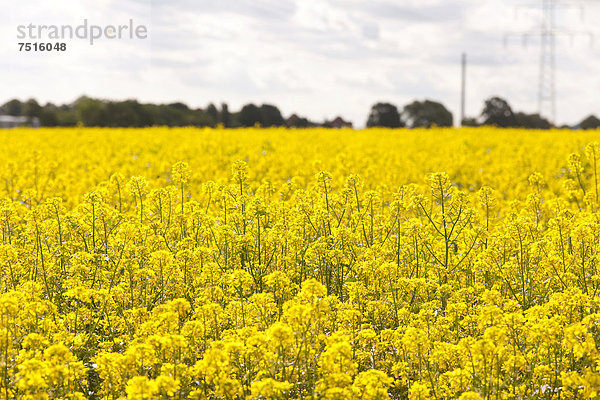 Gelb blühendes Rapsfeld (Brassica napus)  Coswig  Sachsen  Deutschland  Europa