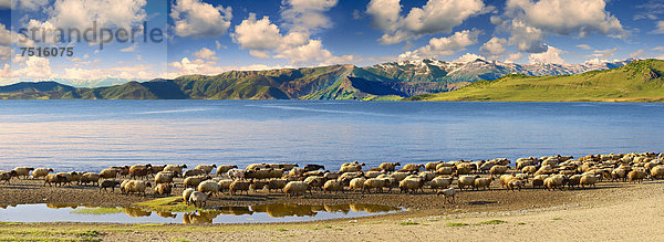 Schafe am Ufer des Vansees  Türkei