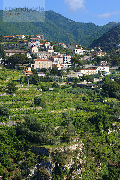 Weinberge in der Nähe von Ravello  Amalfiküste  Italien  Europa