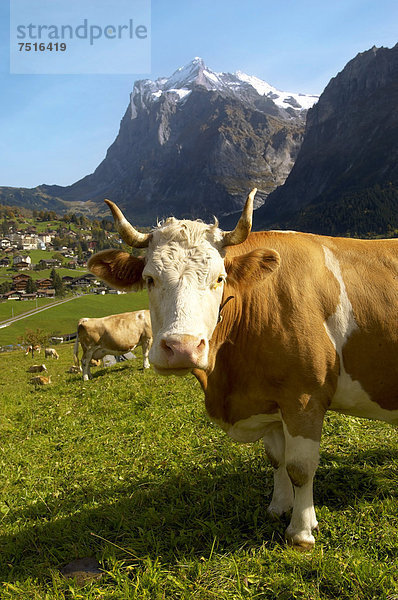 Milchkühe auf einer Alm oberhalb von Grindelwald  Schweizer Alpen  Schweiz  Europa