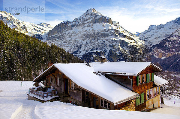 Berghütte  Chalet  im Winter  mit der Jungfrau hinten  Grindelwald  Schweizer Alpen  Schweiz  Europa