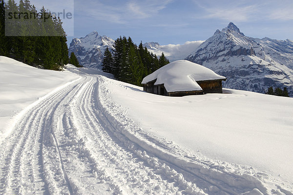 Rodelbahn im Schnee in den Bergen um Grindelwald First  Schweizer Alpen  Europa