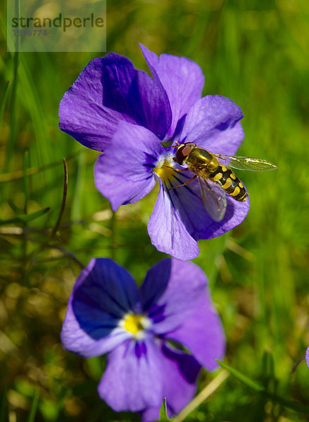 Langsporn-Veilchen auch Gesporntes Stiefmütterchen (Viola calcarata)  mit Schwebfliege  Schweizer Alpen  Schweiz  Europa
