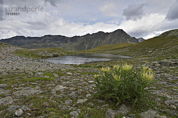 Bergsee am Timmelsjoch  im Vordergrund Alpen-Kratzdistel (Cirsium spinosissimum)  dahinter Stubaier Alpen  Timmelstal  Tirol  Österreich  Europa