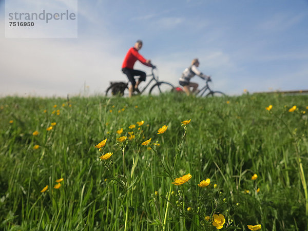 Fahrradfahrer an einer Frühlingswiese am Bodensee  Fußach  Vorarlberg  Österreich  Europa