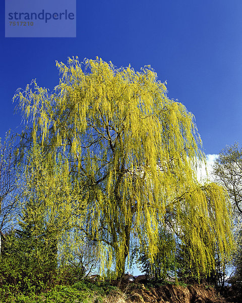 Echte Trauerweide (Salix babylonica) im Frühling