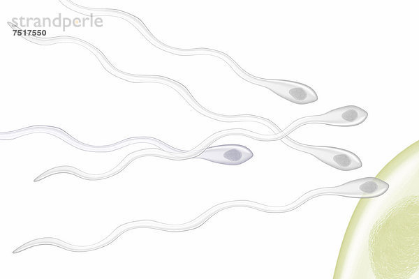 Befruchtung Spermien Eizelle  Illustration