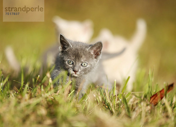 3 junge Hauskatzen  Kitten  6 Wochen  laufen über Wiese