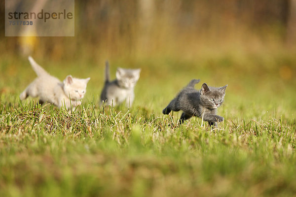 3 junge Hauskatzen  Kitten  6 Wochen  laufen über Wiese