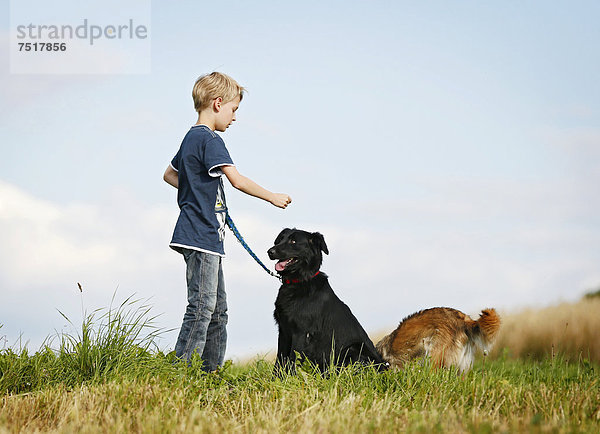 Junge  10 Jahre  spielt mit 2 Mischlingshunden
