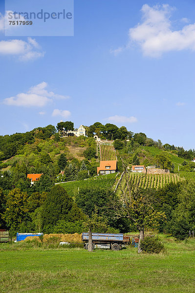 Weinberg in Radebeul  Sachsen  Deutschland  Europa