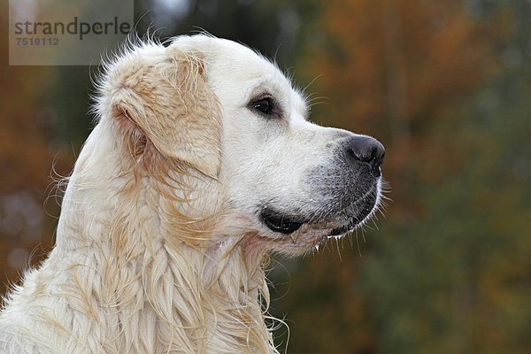 Golden Retriever (Canis lupus familiaris)  Rüde  mit nassem Fell  Porträt