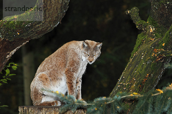 Europäischer Luchs  Eurasischer Luchs  Nordluchs (Lynx lynx  Felis lynx) im Herbst  Niedersachsen  Deutschland  Europa