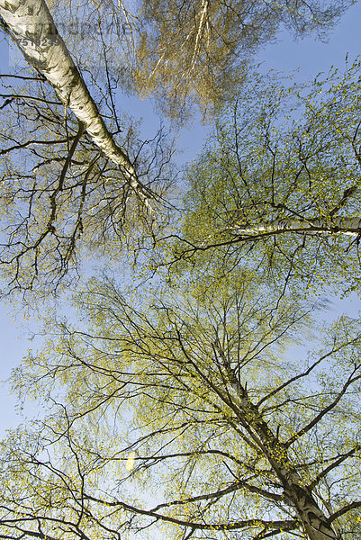 Baumkronen aus der Froschperspektive mit Himmel